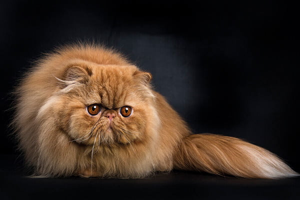racas de gatos mais populares persa 1