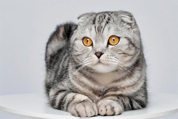 racas de gatos mais populares scottish fold