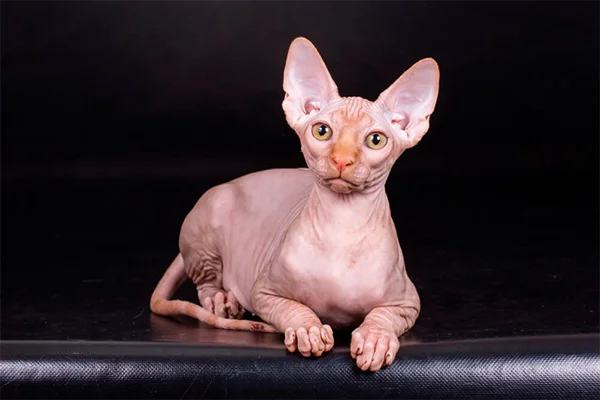 racas de gatos mais populares