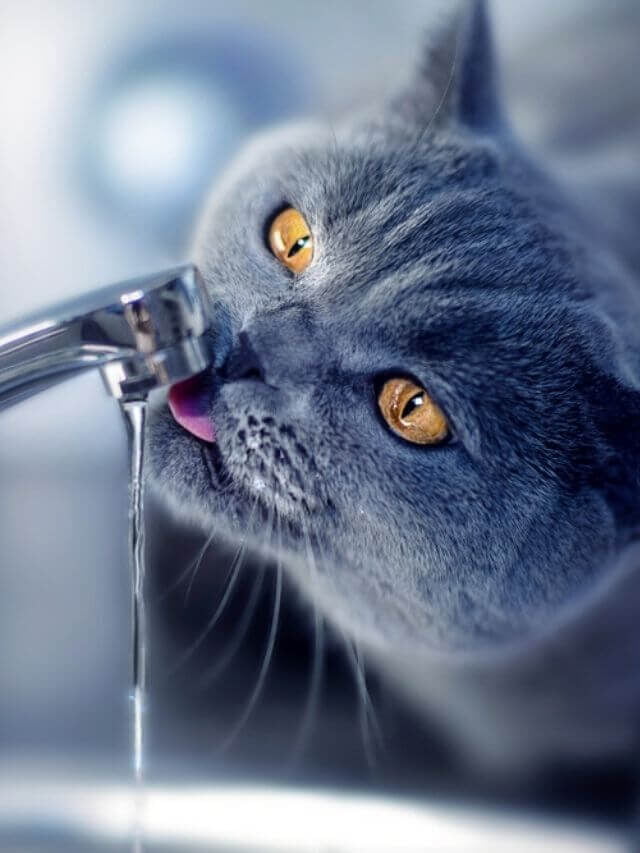 Como fazer o gato beber mais água?