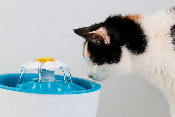 Fontes para gatos beberem água: veja os melhores bebedouros 28 fontes para gatos beberem agua com petalas