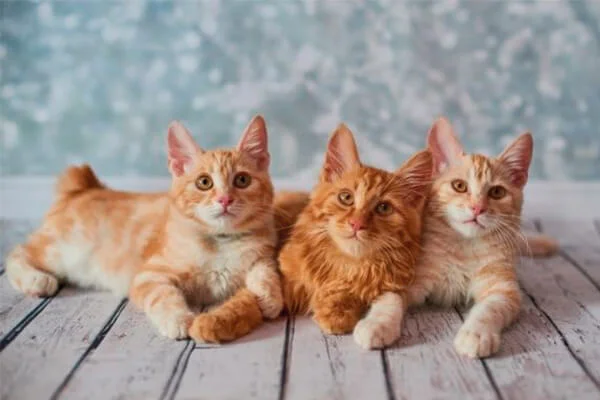 Gato Bobtail Americano: conheça essa raça de rabo curto 3 gato bobtail americano laranja