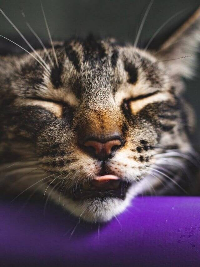 Posição que o gato dorme revela sentimentos