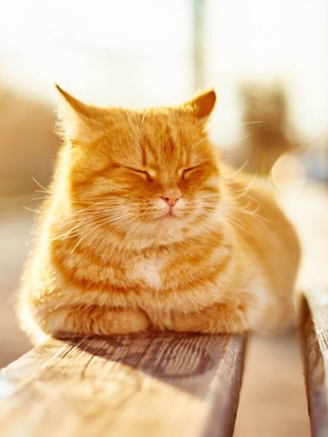 Por que os gatos gostam tanto de sol? Descubra!
