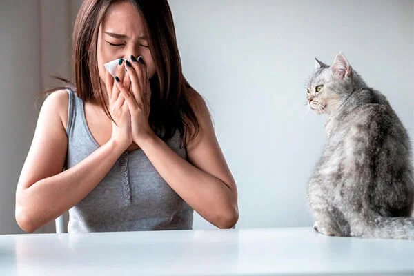 Cientistas anunciam avanços para criar gatos hipoalergênicos 3 gatos hipoalergenicos proteina fel d1