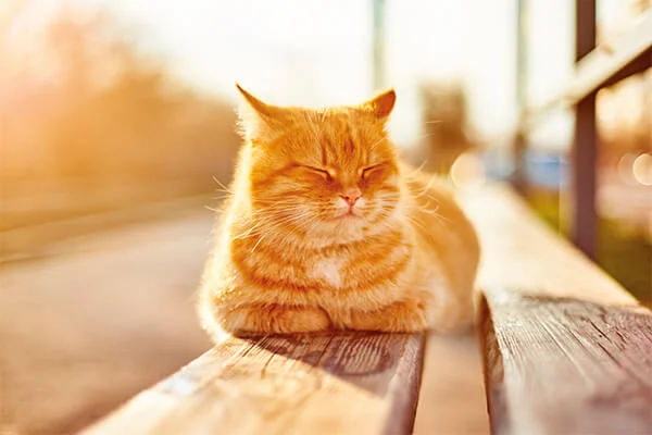 gatos precisam tomar sol cuidados