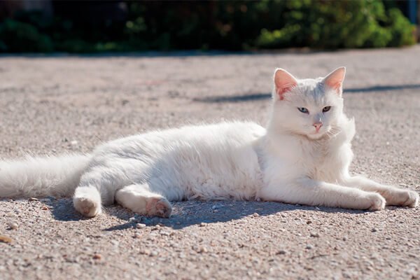 gatos precisam tomar sol gato branco