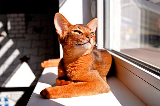 gatos precisam tomar sol. gato abssínio tomando sol na janela.
