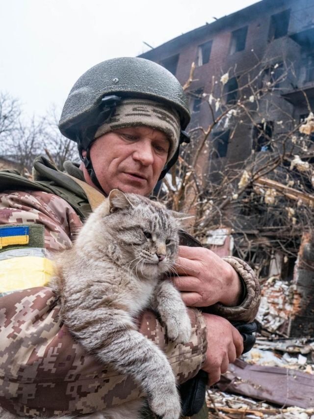 Guerra na Ucrânia: 7,5 milhões de gatos sob ameaça