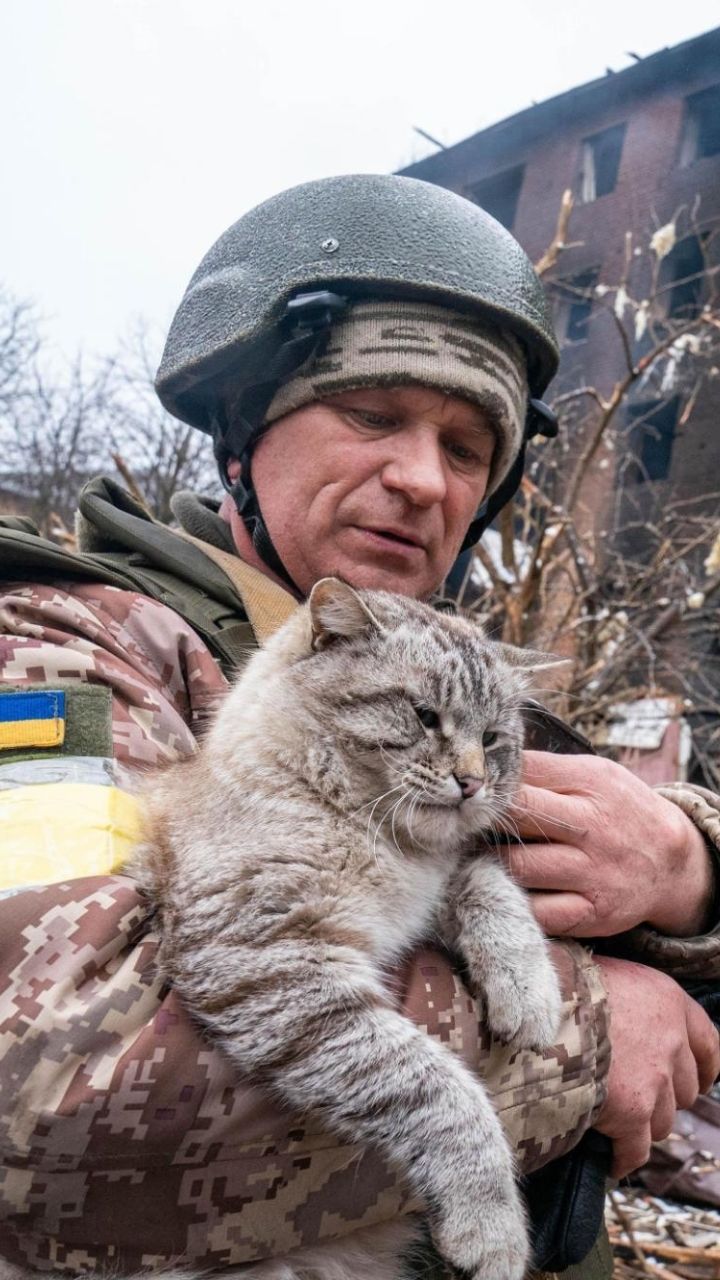 BATALHA DE GATOS! * guerra dos gatos * 