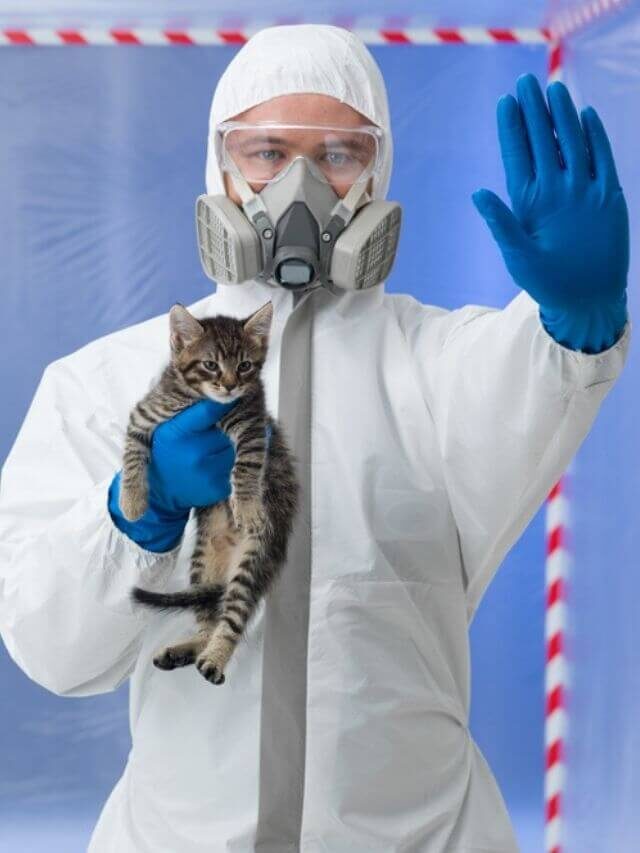 Ciência avança em criar gato que não dá alergia