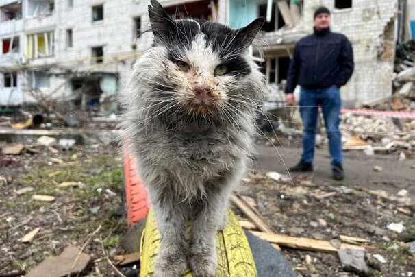 gato adotado pelo governo da Ucrânia, na guerra.