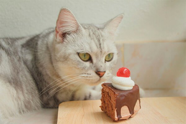 gatos podem comer chocolate bolo de chocolate
