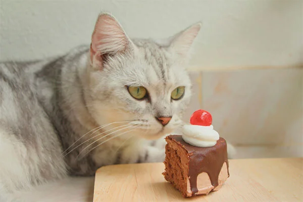 Gatos podem comer chocolate? Tudo o que você precisa saber! 3 gatos podem comer chocolate bolo de chocolate