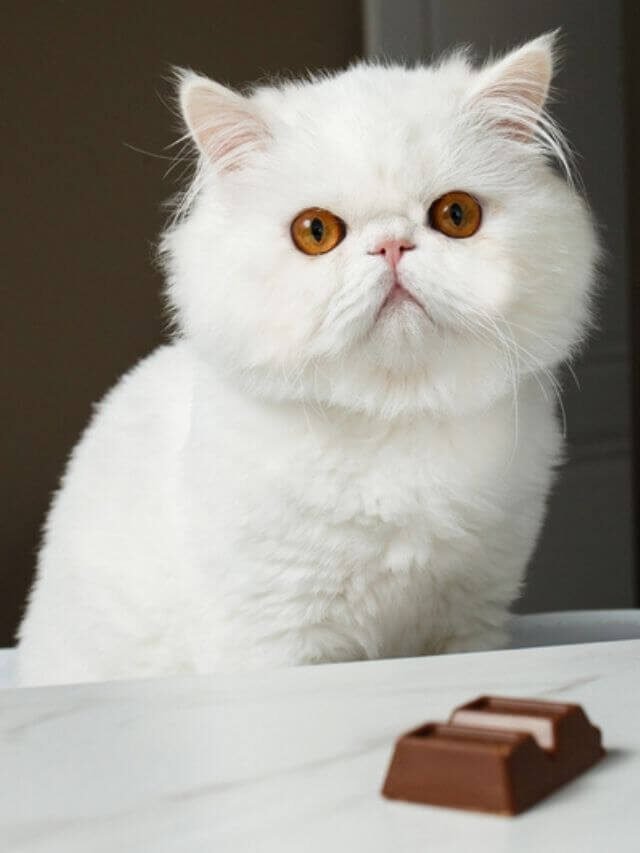Gatos podem comer chocolate? Saiba!