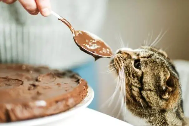 Gatos podem comer chocolate? Tudo o que você precisa saber! 2 gatos podem comer chocolate