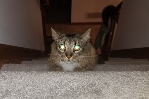 olho do gato brilha escuro