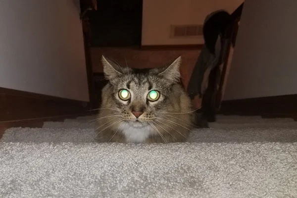 Por que os olhos dos gatos brilham no escuro? 3 olho do gato brilha escuro