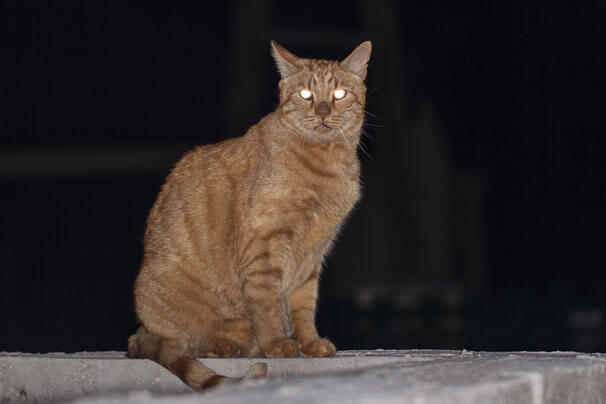 por que os olhos dos gatos brilham no escuro