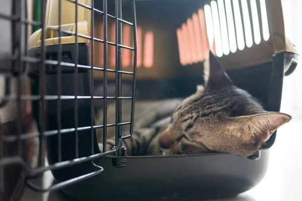 Qual a melhor caixa de transporte para gatos? Analisamos 13 opções 30 qual a melhor caixa de transporte para gatos acostumar com a