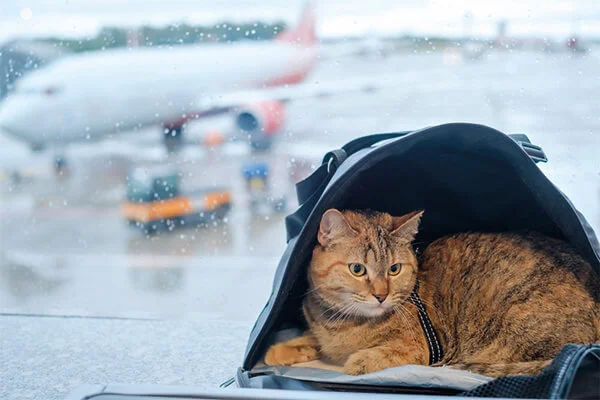 Qual a melhor caixa de transporte para gatos? Analisamos 13 opções 5 qual a melhor caixa de transporte para gatos aviao