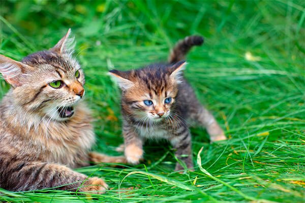 por que os gatos mordem mae agressividade filhote