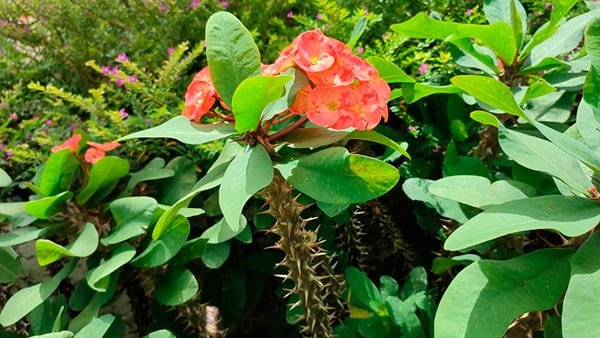 coroa-de-cristo, ou euphorbia milii, uma das plantas tóxicas para gatos