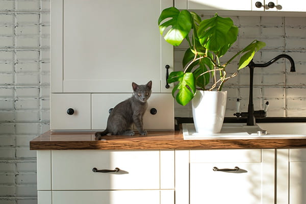 gato cinza filhote sentado em bancada da cozinha ao lado de um vaso de costela de adão, ou monstera deliciosa, uma das plantas tóxicas para gatos.