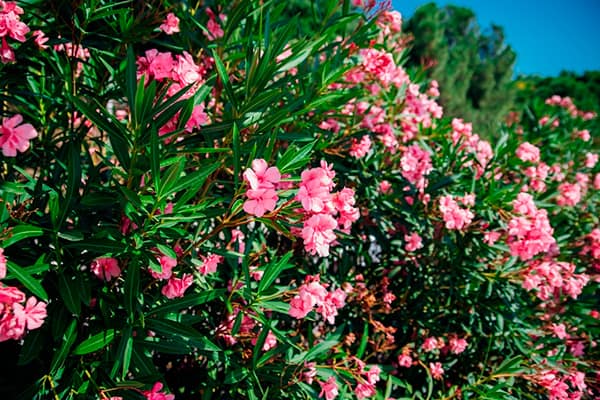 espirradeira ou nerium oleander é uma das plantas tóxicas para gatos