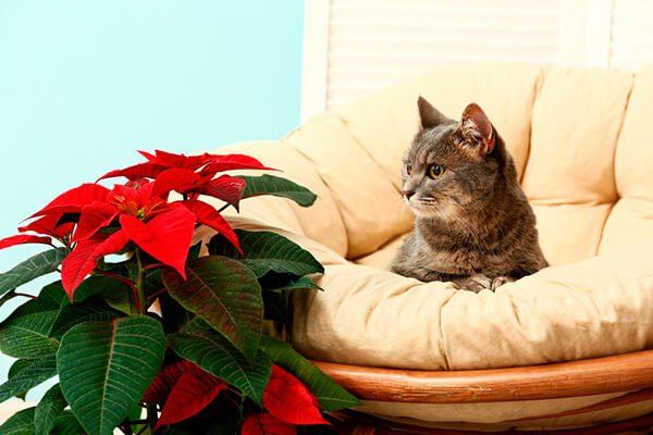 flor de natal ou bico de papagaio é uma das plantas tóxicas para gatos