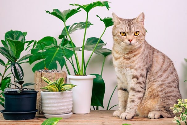 gato rajado sentado ao lado de vasos com plantas tóxicas para gatos