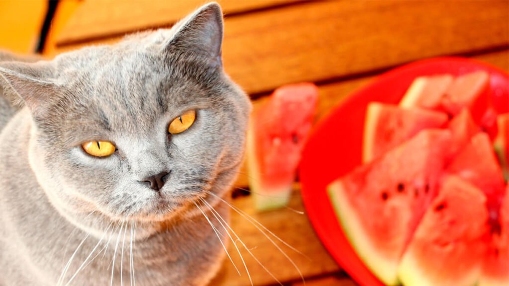 frutas que gatos podem comer. gato cinza olhando para a câmera, em primeiro plano, com fatias de melancia em um prato vermelho ao fundo.