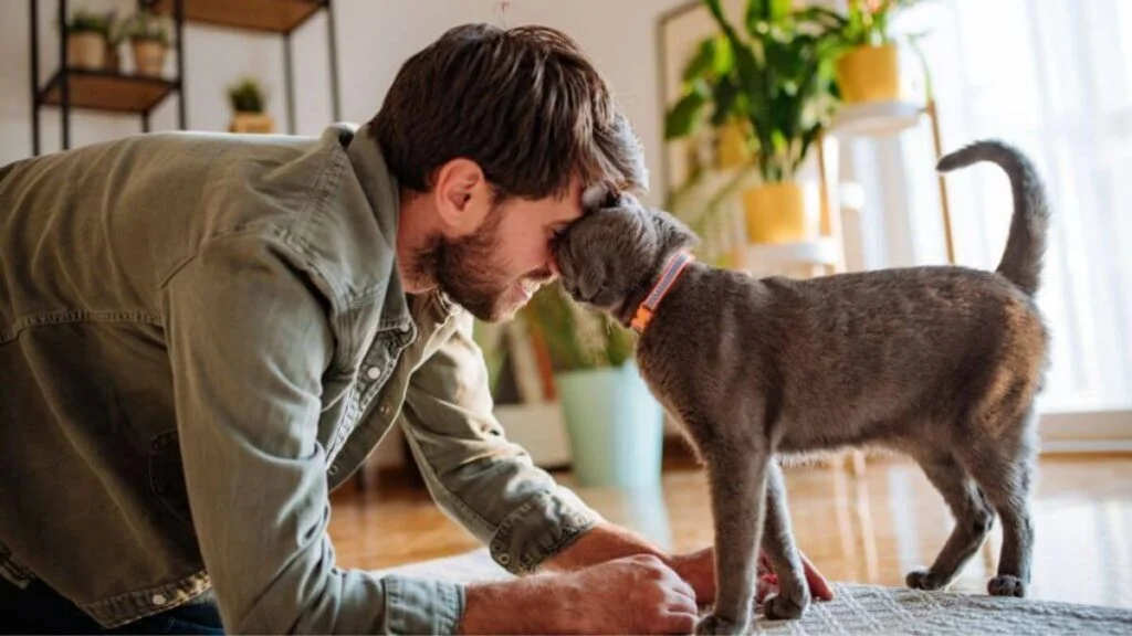 homem aprende como chamar gato e gato cinza se aproxima, dando cabeçadas