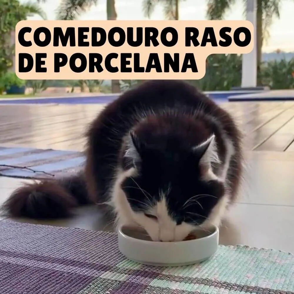 Enxoval para gatos: tudo o que você precisa para receber seu novo amigo felino 9 comedouro para gatos raso porcelana