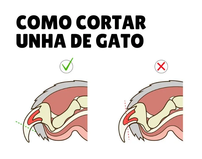 Enxoval para gatos: tudo o que você precisa para receber seu novo amigo felino 31 COMO CORTAR UNHA DE GATO