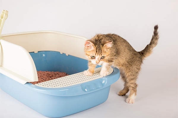 gato filhote usando caixa de areia, um dos itens básicos do enxoval para gatos