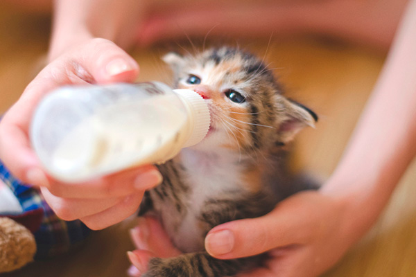 filhote de gato tricolor tomando leite em mamadeira
