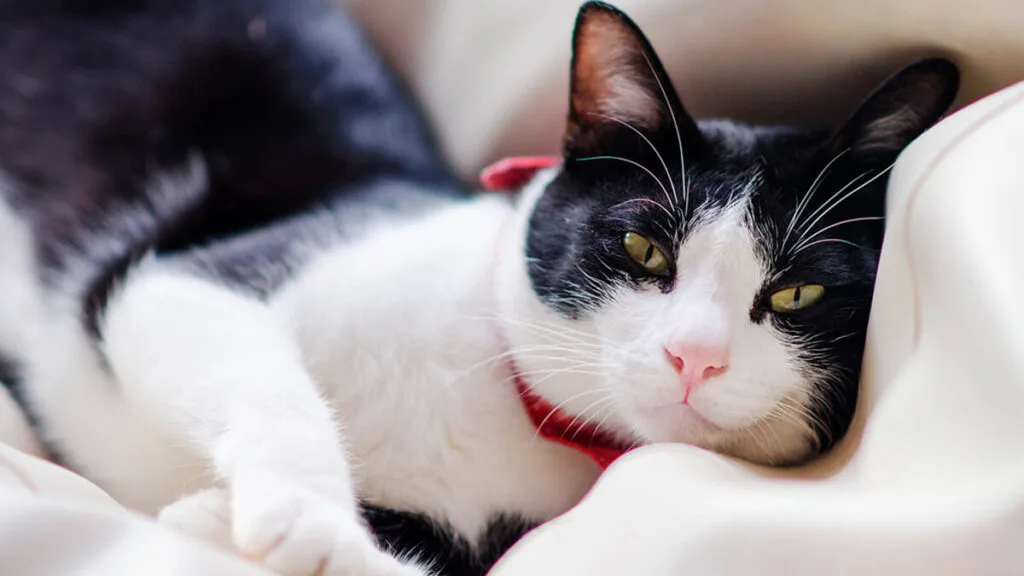 gato frajola deitado. nomes para gatos preto e branco