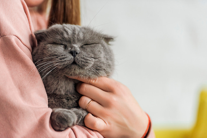 petz cupom de desconto