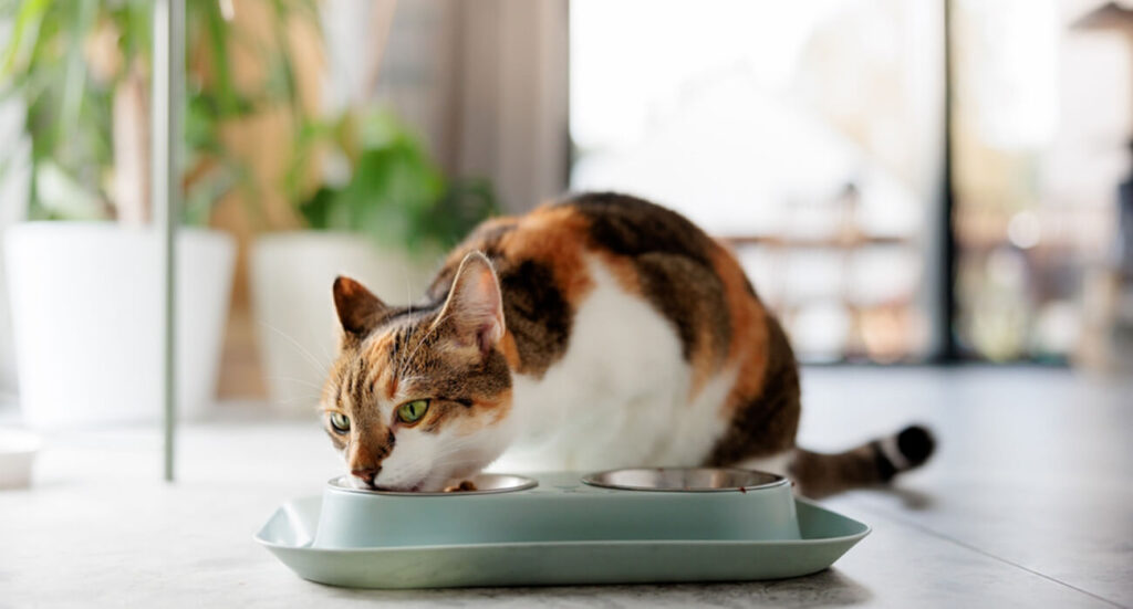 cupom de desconto petz SOUGATO