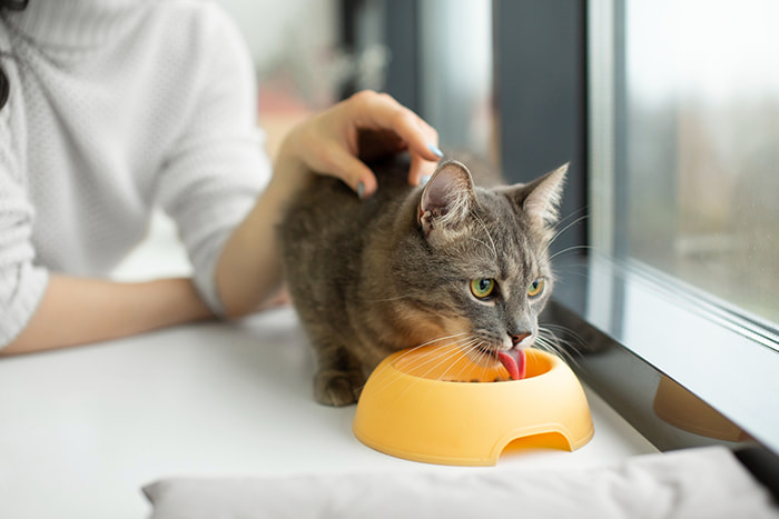 cupom petz ração para gato